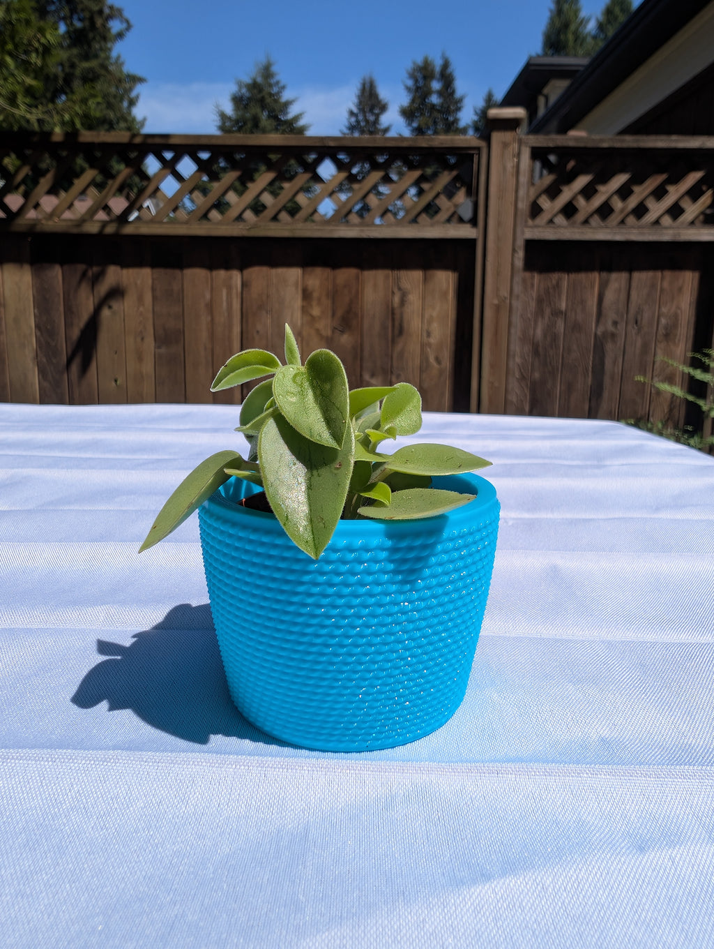 Small Studded Textured Plant Pot