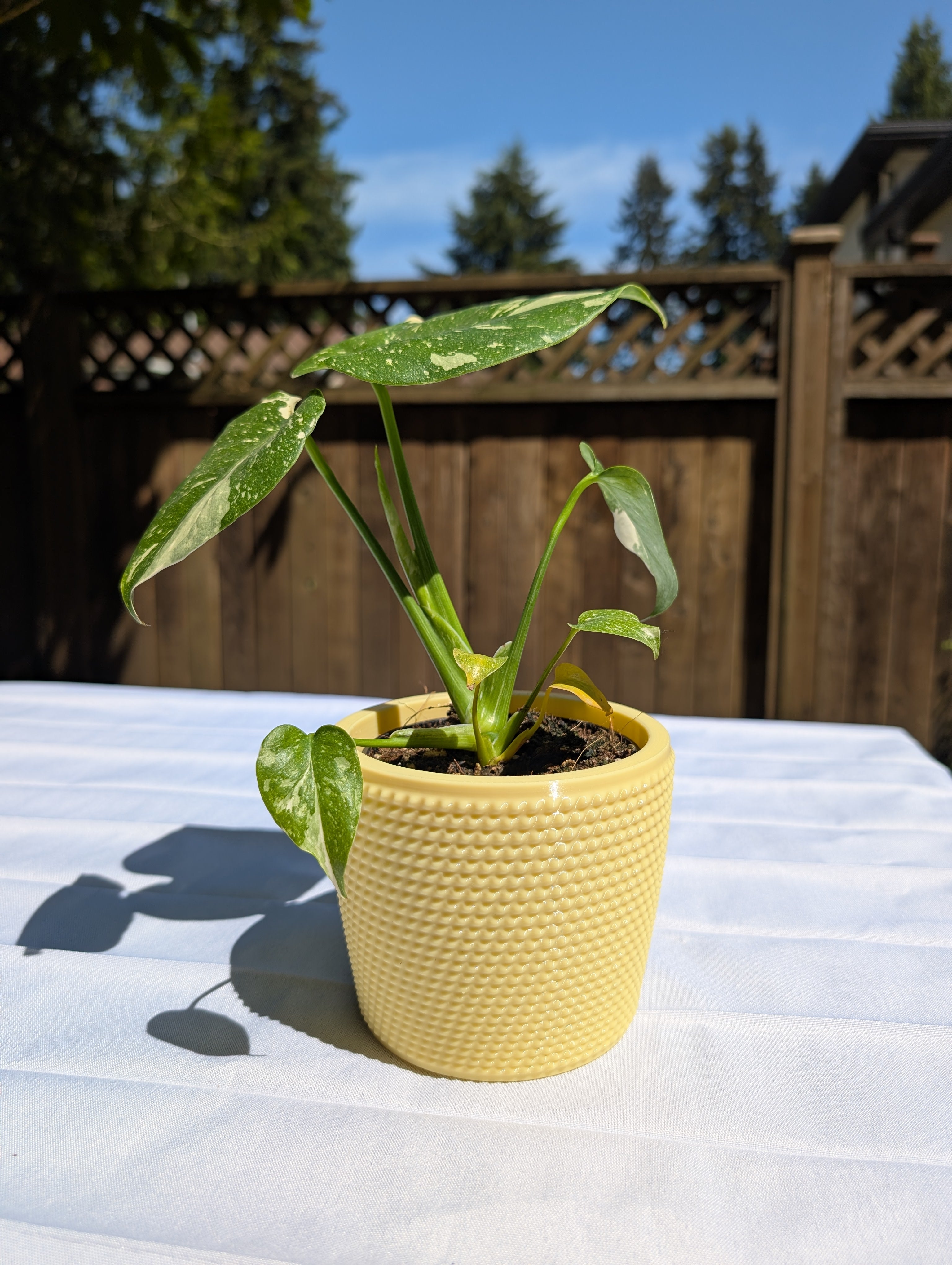 Medium Studded Textured Plant Pot